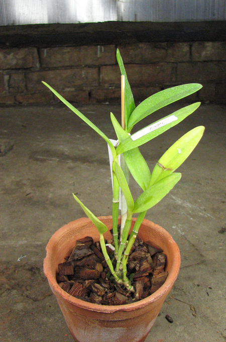 Cattleya harrisoniana 'Cricare' (Z-103) x Cattleya harrisoniana trilabelo.jpg