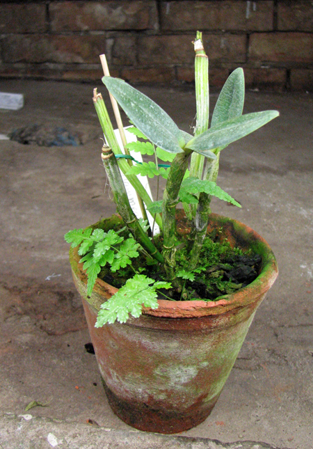 Cattleya intermedia flamea.jpg