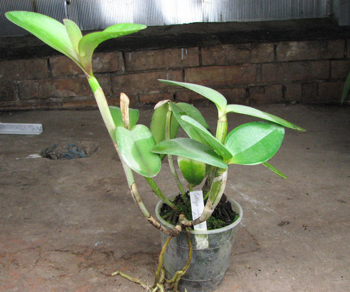 Cattleya intermedia var orlata 'Rio'.jpg