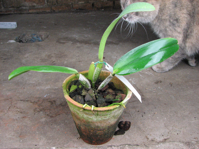 Cattleya jenmanii 'Boliva' x Cattleya jenmanii rubra 'Serra Negra'.jpg