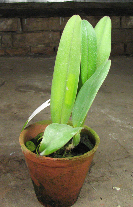 Cattleya labiata 'Vera Cristina' x Cattleya labiata lilas 'Borges'.jpg