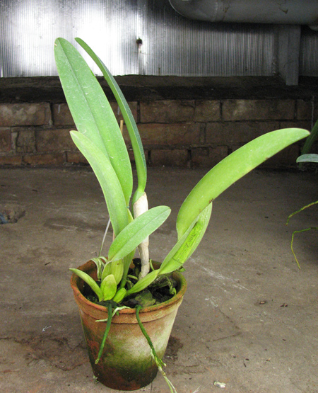 Cattleya labiata alba 'Ótima' XXX x Cattleya labiata roxo bispo 'Urbano'.jpg