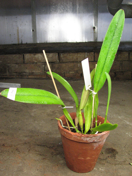 Cattleya schroederae albescens x Cattleya schroederae alba.jpg