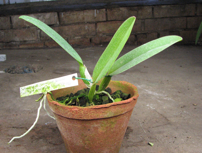 Cattleya labiata amesiana concolor 'Serra Negra' x Cattleya labiata amesiana 'Angel' (Z-43).jpg