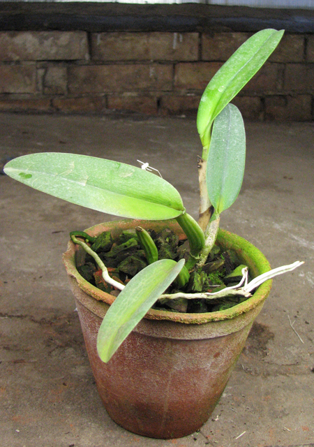 Cattleya labiata amesiana lineata 'AWZ' (Z-8) x Cattleya labiata amesiana lineata 'Pedra Azul'.jpg