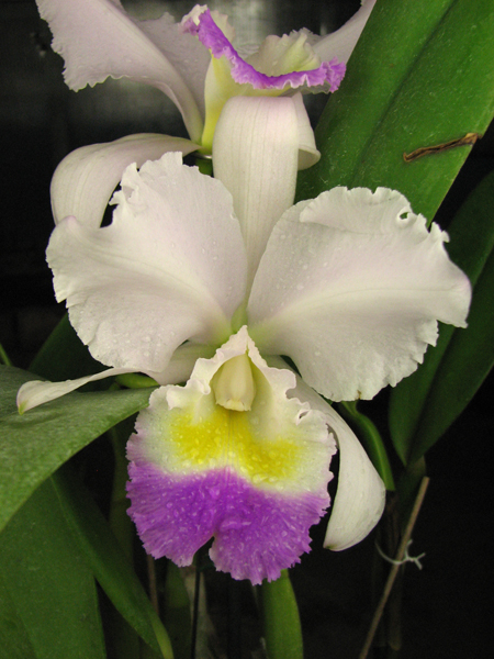 Cattleya trianae 'Pink Gem'.jpg