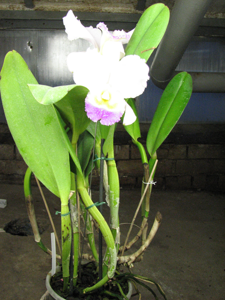Cattleya trianae 'Pink Gem'.jpg