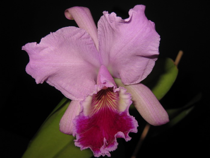 Cattleya labiata 'Labelo Grande' x Cattleya labiata 'Feliz Páscoa'