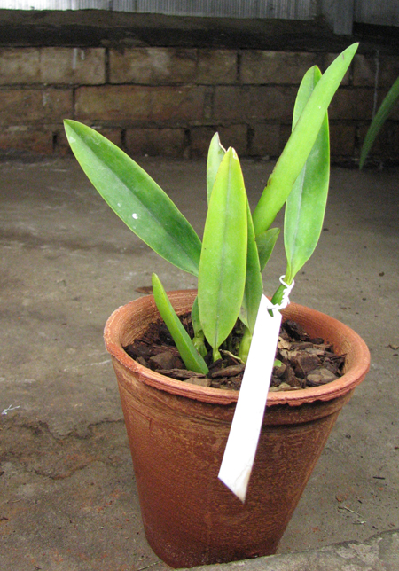 Cattleya labiata coerulescens 'Da Norma Dreher' x self.jpg