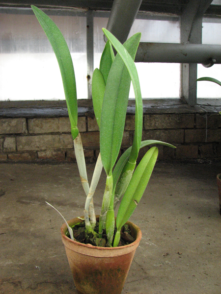 Brassocattleya Golf Green 'Hair Pig'.jpg