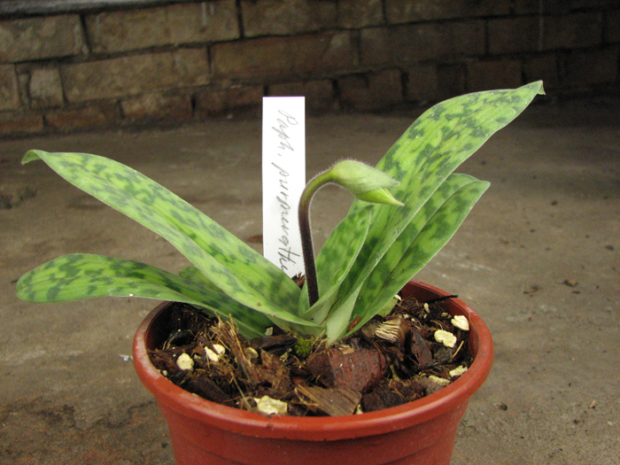 Paphiopedilum purpuratum.jpg