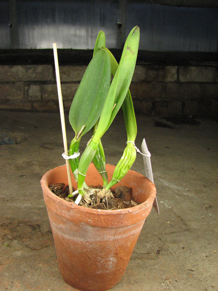 Laelia purpurata x Laelia sincorana.jpg