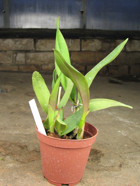 Potinara Love Tapestry 'Popular Song'.jpg