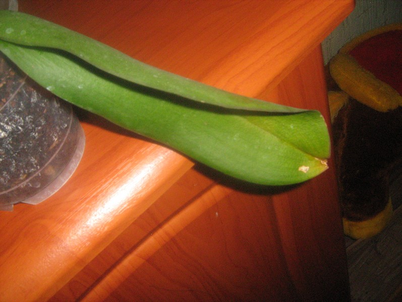Орхидеи 004.jpg