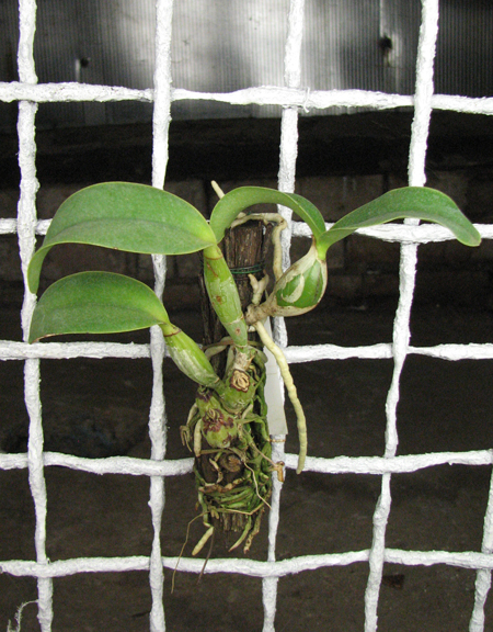 Cattleya nobilior.jpg