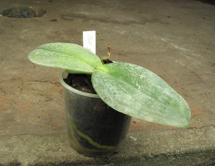 Phalaenopsis gigantea 395.jpg