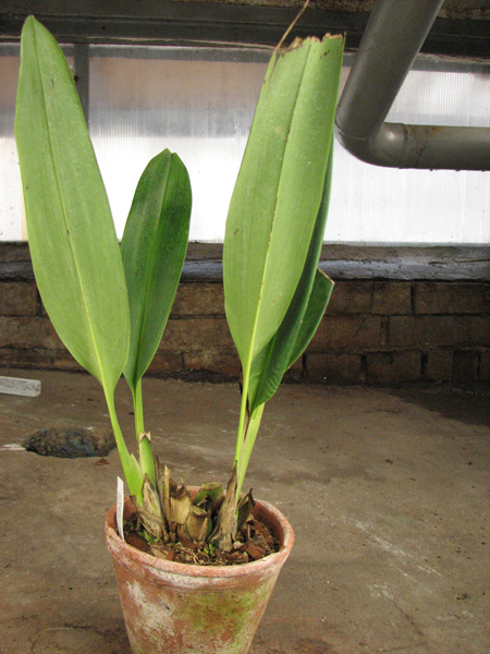 Maxillaria molitor.jpg