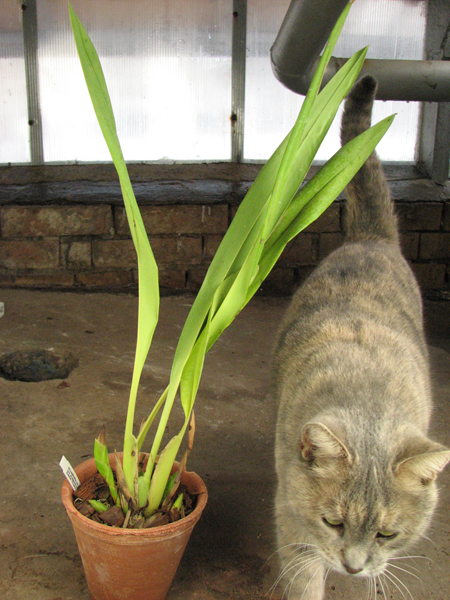 Maxillaria irrorata.jpg