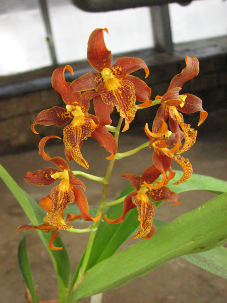 Adaglossum Gualaceo.jpg