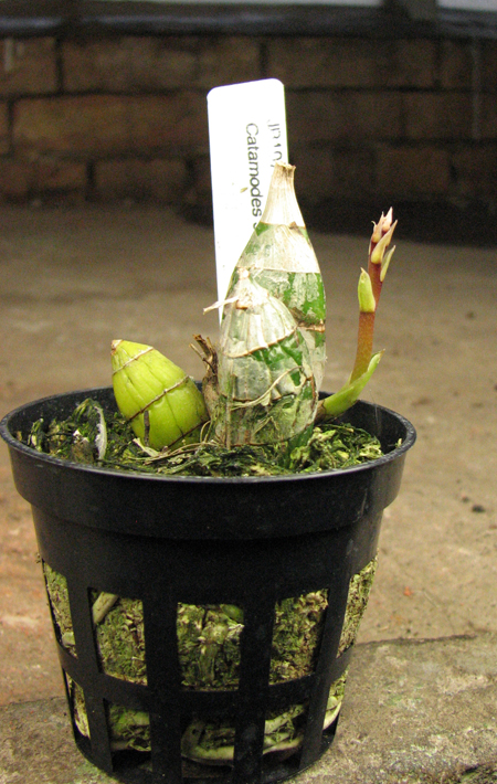 Catamodes Jumbo Riot 'Sunrise'.jpg