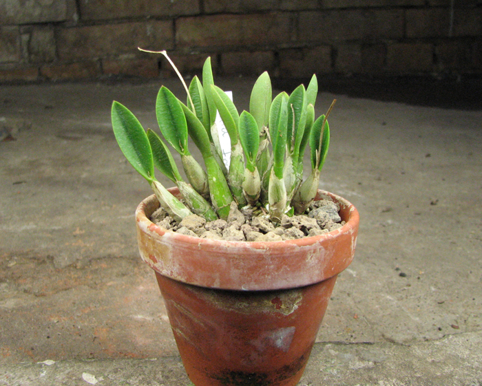 Laelia fournieri.jpg