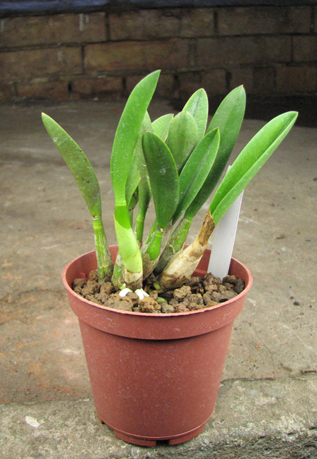 Laelia lucasiana.jpg