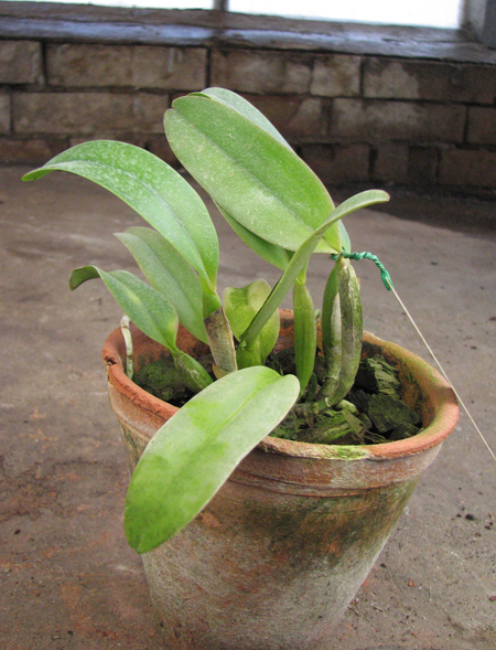 Cattleya labiata rubra orlata 'Maravilha' (Z-86) x Cattleya labiata rubra orlata 'Veludo Escuro' (Z86).jpg