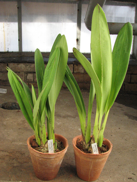 Maxillaria irrorata.jpg