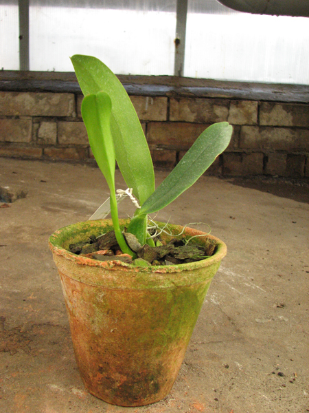 Cattleya labiata rubra-integra-orlata 'Z-41' x Cattleya labiata rubra-integra-orlata pincelada 'ZAS-1'.jpg