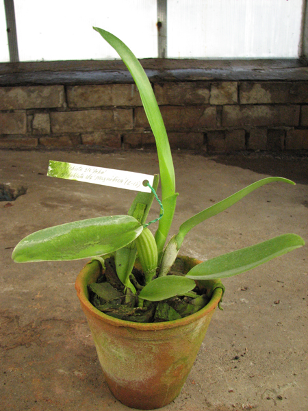 Cattleya labiata semi alba 'Aiko' x Cattleya labiata semi alba 'Magnifica' (Z-12).jpg