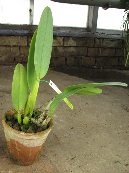 Cattleya labiata semi alba 'Marina' x Cattleya labiata alba 'Nuvem Branca'.jpg
