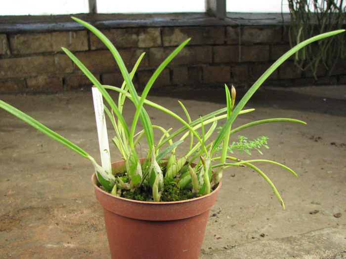 Laelia lundii.jpg