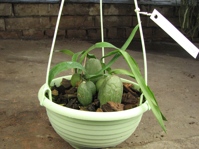 Coelogyne cristata.jpg