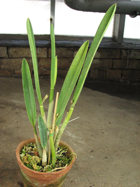 Laelia rupestris.jpg