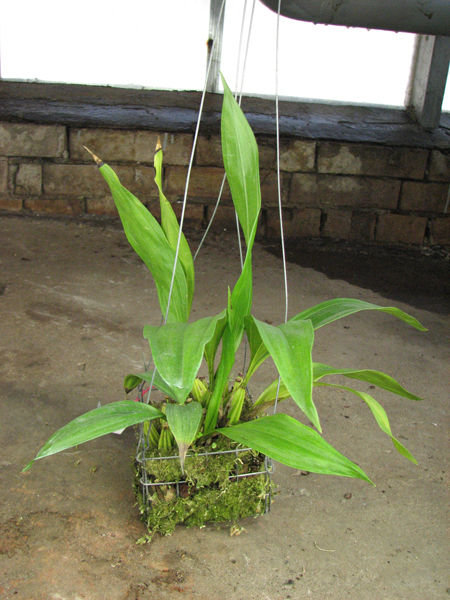Coryanthes macrantha.jpg