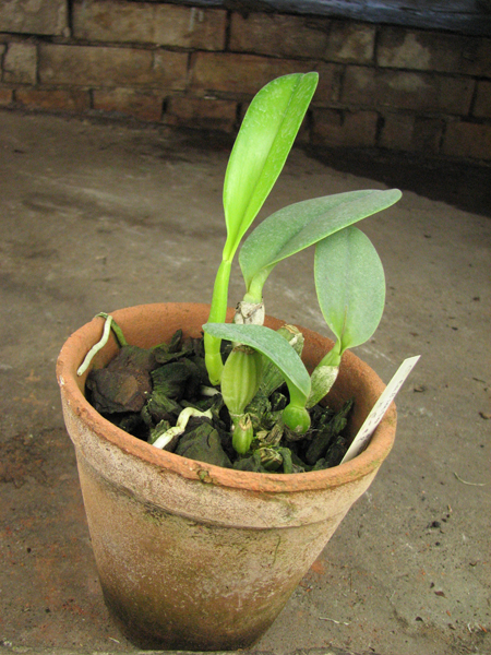 Cattleya labiata semi alba 'Perfection' (Z-12) x SELF.jpg