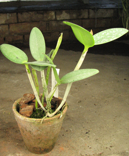 Cattleya loddigesii.jpg