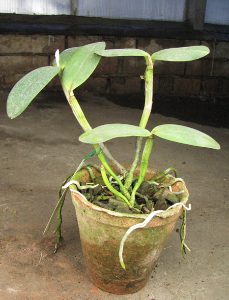 Cattleya loddigesii punctata 'AWZ' x Cattleya loddigesii 'AWZ' No 6.jpg