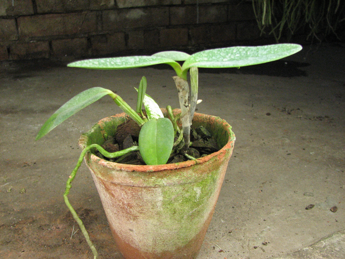 Cattleya loddigesii punctata 'AWZ' x Cattleya loddigesii punctata 'Marreco'.jpg
