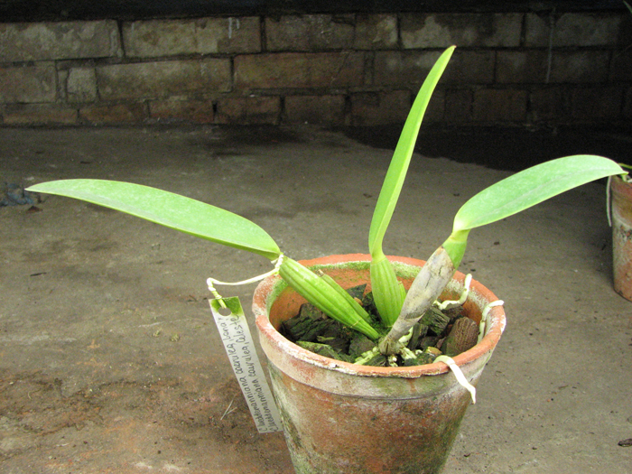 Cattleya lueddemanniana caerulea 'Lena' x Cattleya lueddemanniana caerulea 'Celeste'.jpg