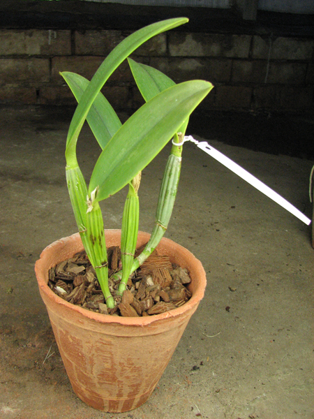 Cattleya lueddemanniana concolor 'Clara' x self.jpg