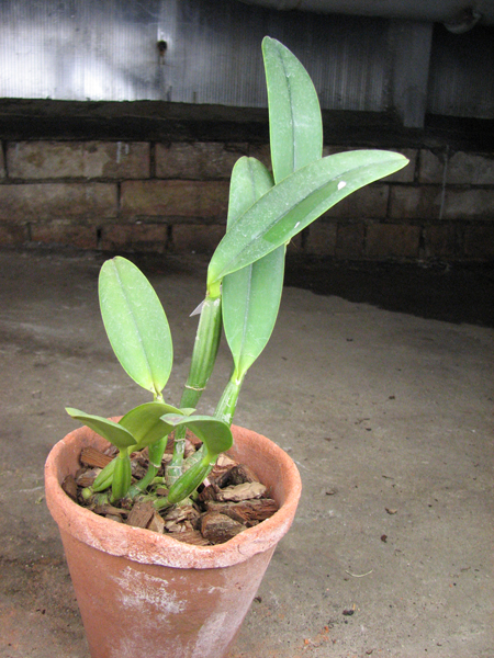 Cattleya lueddemanniana escura x lueddemanniana 'America'.jpg