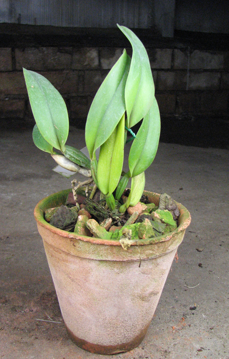 Cattleya lueddemanniana semi alba 'Meddelin' x Cattleya lueddemanniana semi alba 'Stanley'.jpg