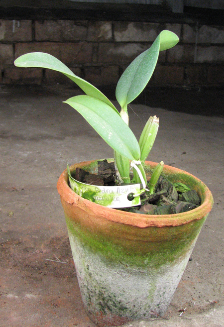 Cattleya lueddemanniana coerulea 'Pedra Azul' XXX x Cattleya lueddemanniana coerulea 'Caribe'.jpg