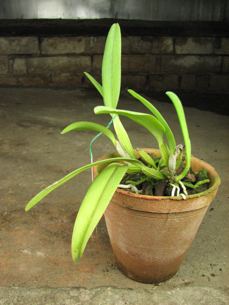 Cattleya mossiae alba 'Irene' x Cattleya mossiae alba 'Orosco'.jpg