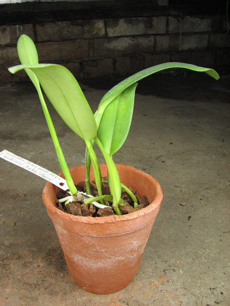 Cattleya quadricolor 'Pedra Azul' XXX x quadricolor 'Pinta Labios'.jpg