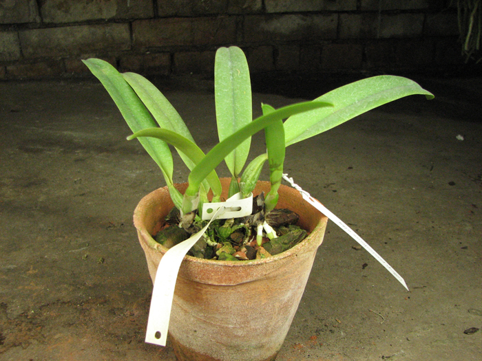 Cattleya percivaliana alba x self.jpg