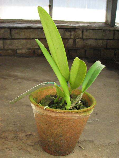 Cattleya trianae albescens XXX x Cattleya trianae amoena 'Rainha'.jpg