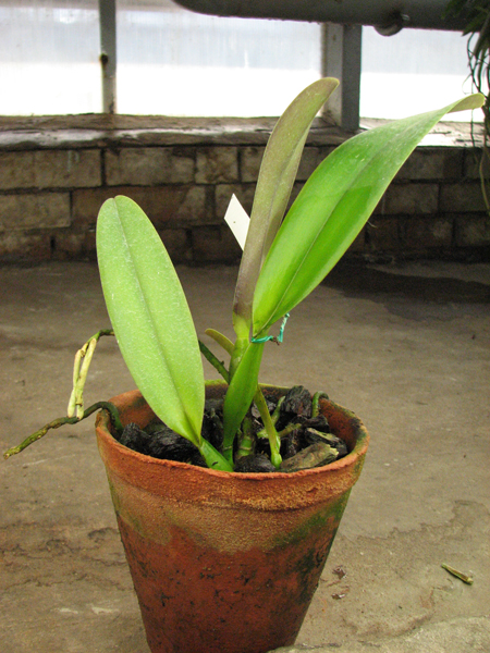 Cattleya trianae alba XXXX x Cattleya trianae amoena 'Rainha'.jpg