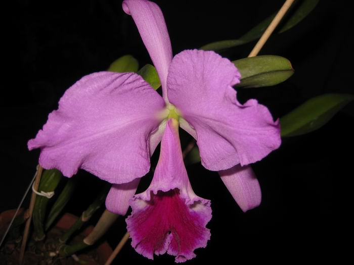 Resize of IMG_6494.JPG